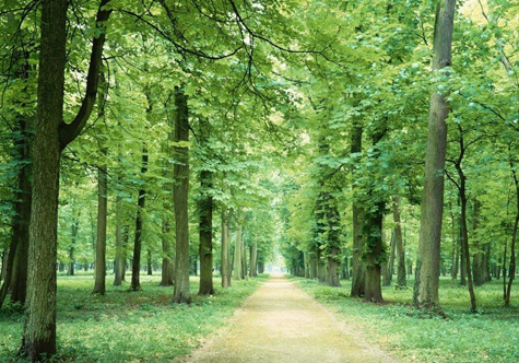仟億達(dá)碳交易，讓林農(nóng)愛(ài)上植樹(shù)“賣(mài)空氣”